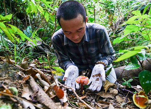 'Săn' nấm lim xanh giá vài triệu đồng một kg ảnh 1