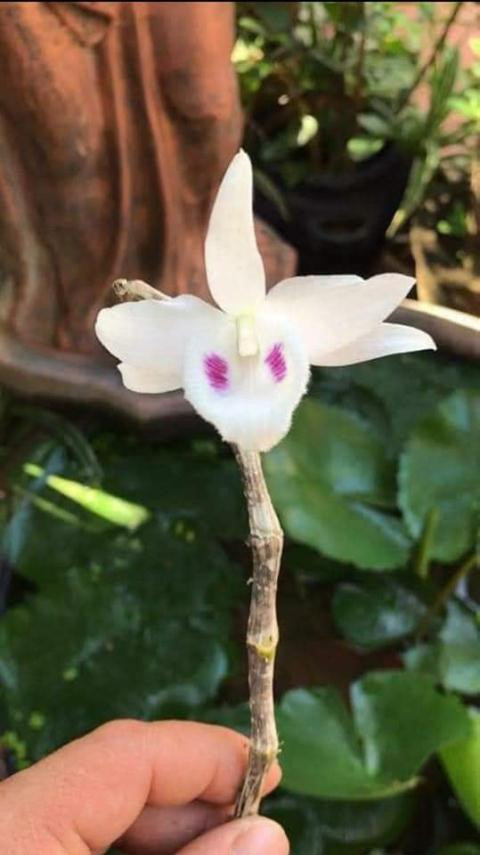 Thương vụ 1 đốt lan giá 3,5 tỷ đồng: Chiêu trò thổi giá? ảnh 1