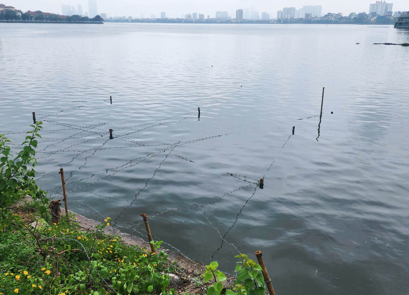 Trên mặt Hồ Tây nhiều khu vực được người dân cắm cọc, giăng lưới thép.