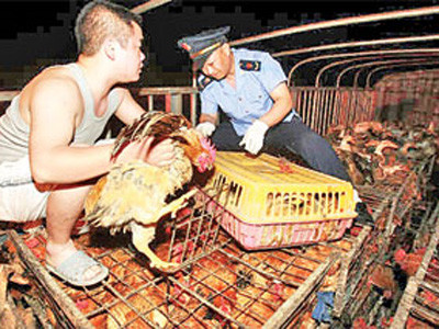 Giới chức Trùng Khánh kiểm tra gà tịch thu được. Ảnh: China Daily 