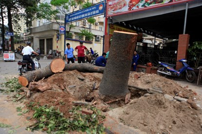 Chặt hạ 6.700 cây xanh: Không ở đâu dễ như Việt Nam ảnh 1