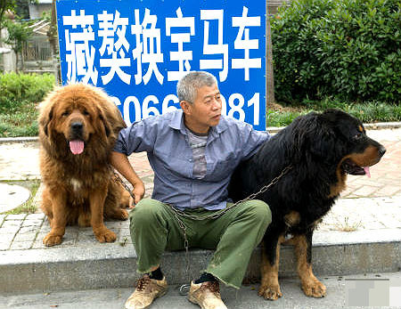 Ông Pan rao bán chó để mua xe hơi