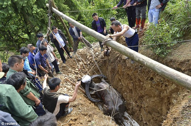 Cuối cùng, chú trâu được an nghỉ ở trên một vùng núi. Cuối cùng, chú trâu được an nghỉ ở trên một vùng núi