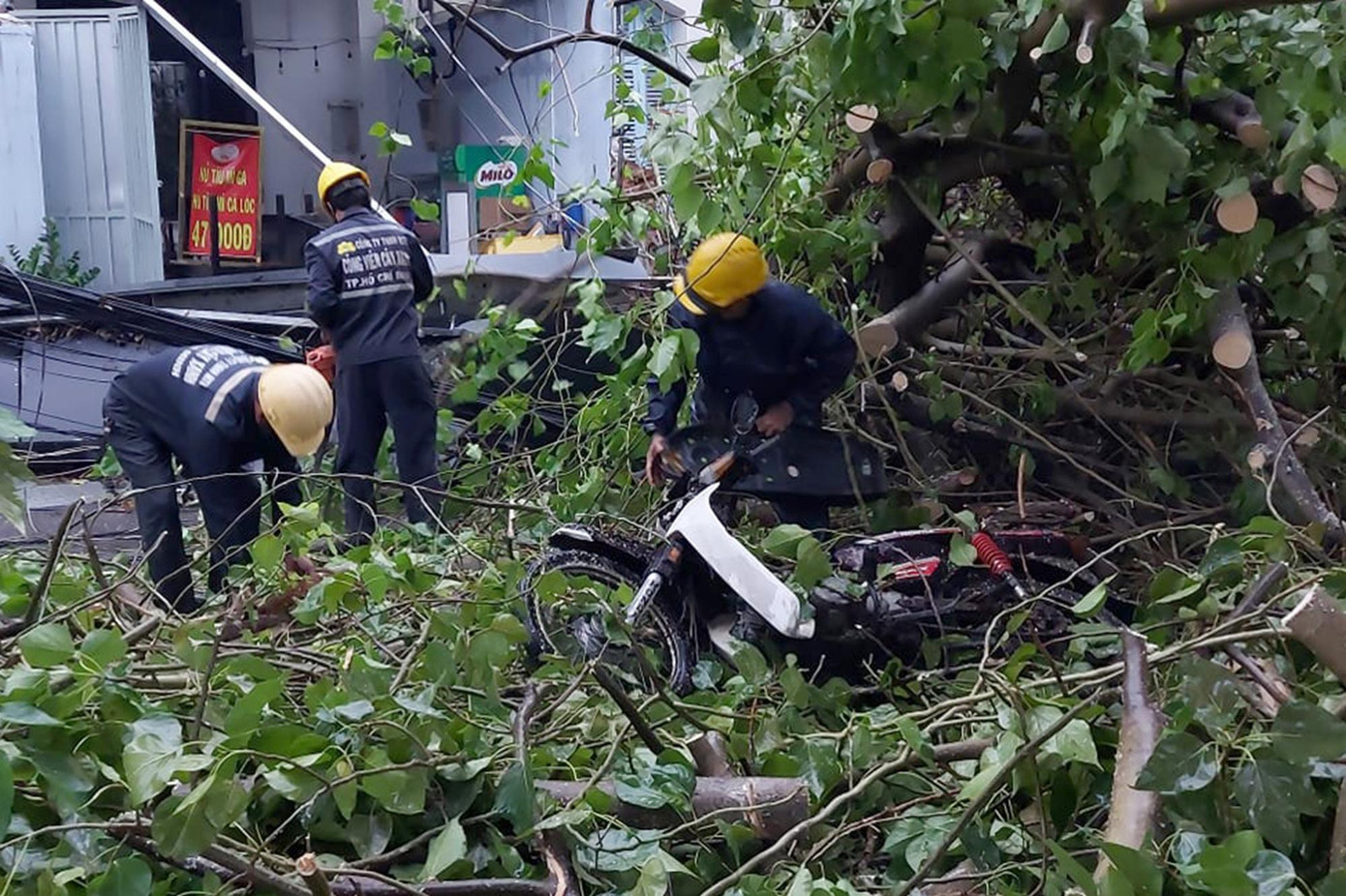 Tại đường Tôn Đức Thắng, quận 1, cây xanh cao hơn chục mét gãy đổ đè trúng một thanh niên chạy xe máy đang trên đường đi giao hàng khiến nạn nhân bị thương phải nhập viện cấp cứu. Tại đường Tôn Đức Thắng, quận 1, cây xanh cao hơn chục mét gãy đổ đè trúng một thanh niên chạy xe máy đang trên đường đi giao hàng khiến nạn nhân bị thương phải nhập viện cấp cứu.
