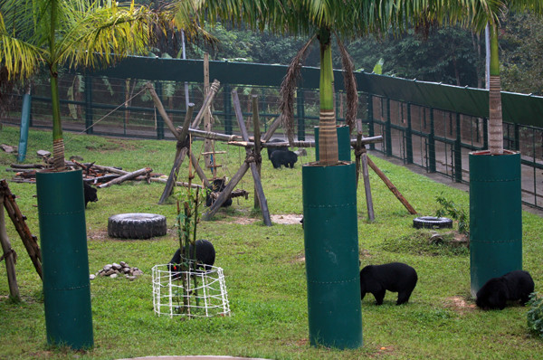 103 chú gấu được cứu trợ từ các cá nhân nuôi gấu lấy mật, buôn lậu hay kiểm lâm thu giữ được