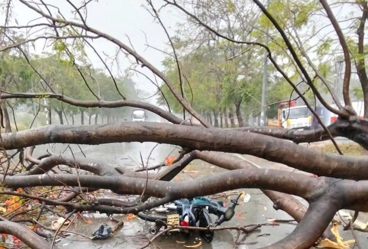 Cây xanh gãy, đè trúng xe máy làm 1 người tử vong, 2 người bị thương tại phường Khánh Bình (TP. Tân Uyên).