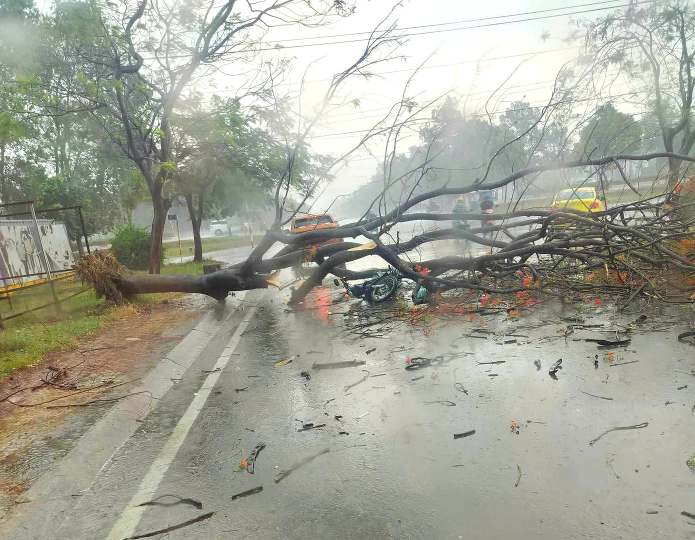 Cây xanh gãy, đè trúng xe máy làm 1 người tử vong, 2 người bị thương tại phường Khánh Bình (TP. Tân Uyên).
