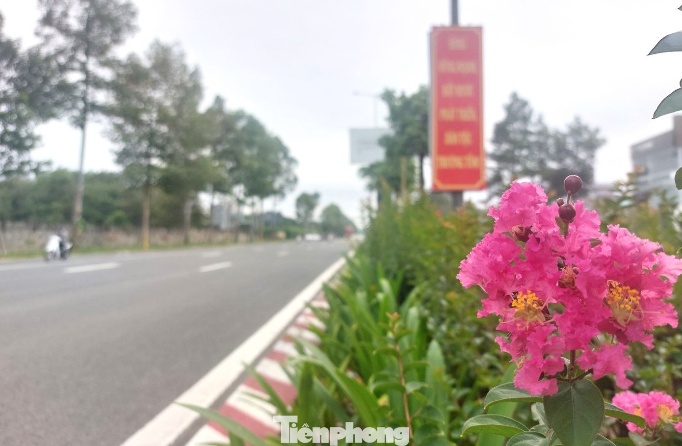 Dải phân cách giữa đường rộng, được trồng hoa, cây xanh rất đẹp.