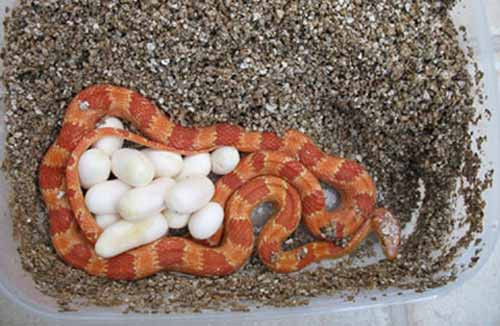 Nhiều bạn trẻ có xu hướng chọn rắn làm 