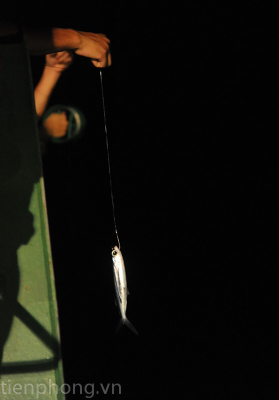 Cá chuồn được gắn với lưỡi câu và sợi cước dài. Cá chuồn được gắn với lưỡi câu và sợi cước dài