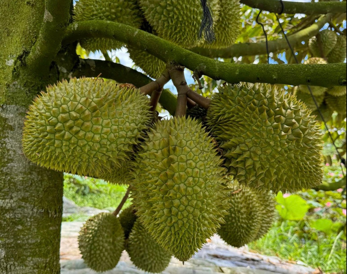 Sầu riêng xuất khẩu sang Trung Quốc tiếp tục tăng mạnh so với năm ngoái. Ảnh: Mạnh Khương. Sầu riêng xuất khẩu sang Trung Quốc tiếp tục tăng mạnh so với năm ngoái. Ảnh: Mạnh Khương.