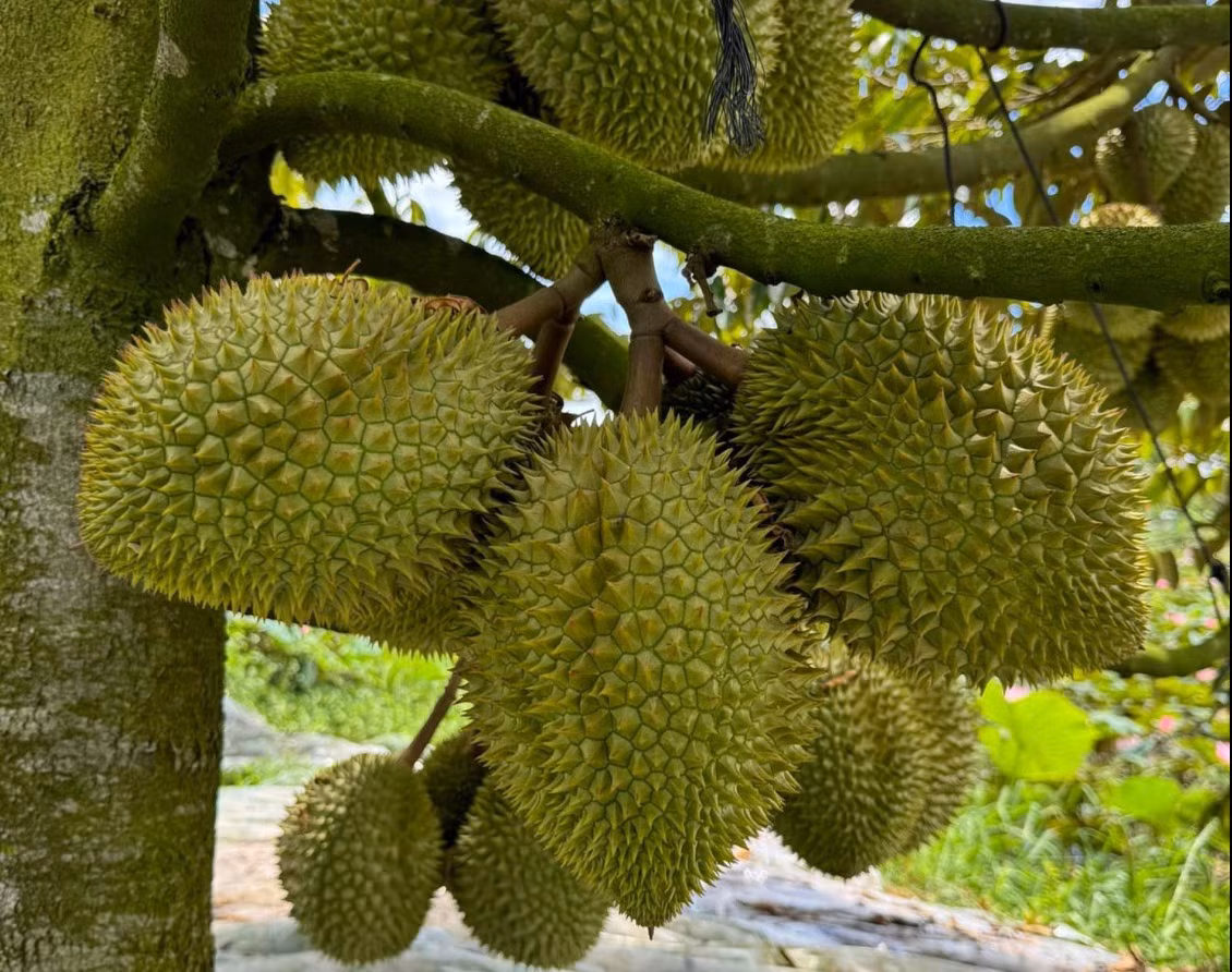 Sầu riêng xuất khẩu sang Trung Quốc tiếp tục tăng mạnh so với năm ngoái. Ảnh: Mạnh Khương.