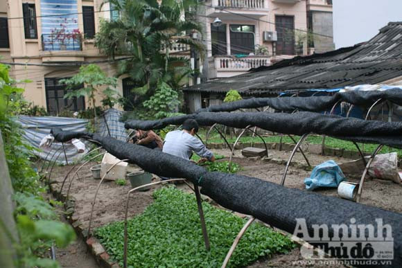 Làng hoa Ngọc Hà tô điểm cho ngoại ô Hà Nội