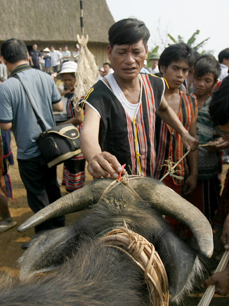 Căm nến lên đầu trâu để làm lễ tế thần