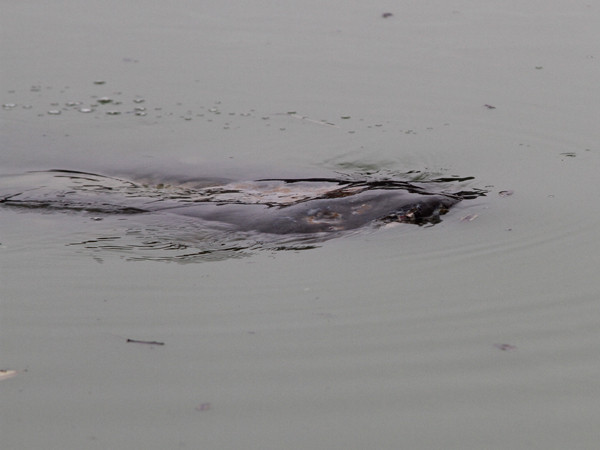 Đầy vết lở loét