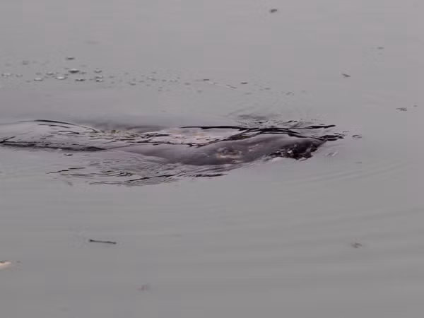 Đầy vết lở loét