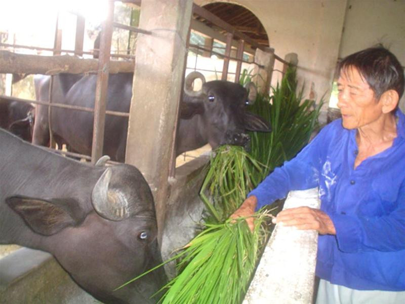 Anh hùng Hồ Giáo với những con trâu quà tặng cuối cùng Anh hùng Hồ Giáo với những con trâu quà tặng cuối cùng