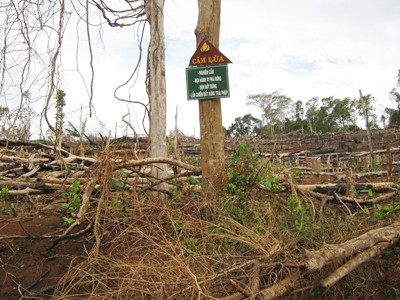 Rừng bị phá ngay dưới tấm biển cấm phá rừng