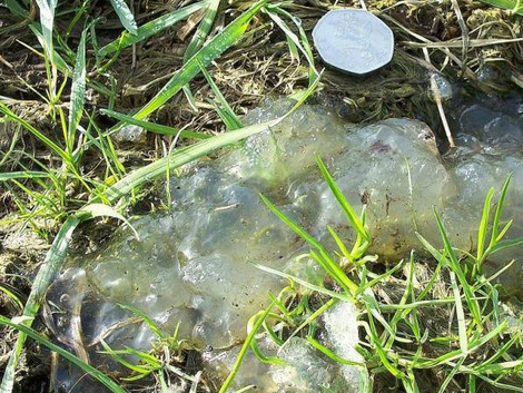 Chất bầy nhầy được cho là bí ẩn xuất hiện sau mưa thiên thạch ở Nga 