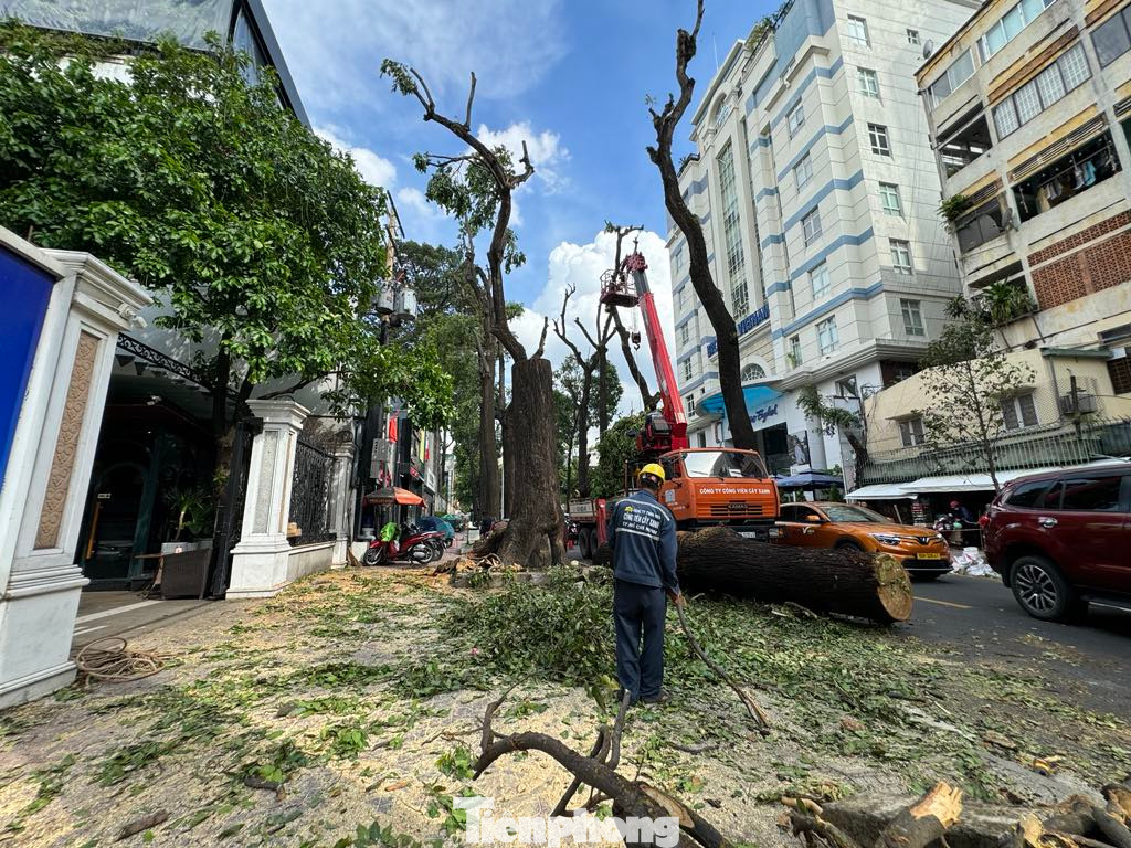 Ngoài đốn hạ những cây có dấu hiệu già cỗi sâu bệnh và mục ruỗng. Lực lượng chức năng còn tiến hành cắt tỉa cành nhánh để hạn chế rủi ro gãy, đổ, gây nguy hiểm cho người đường.
