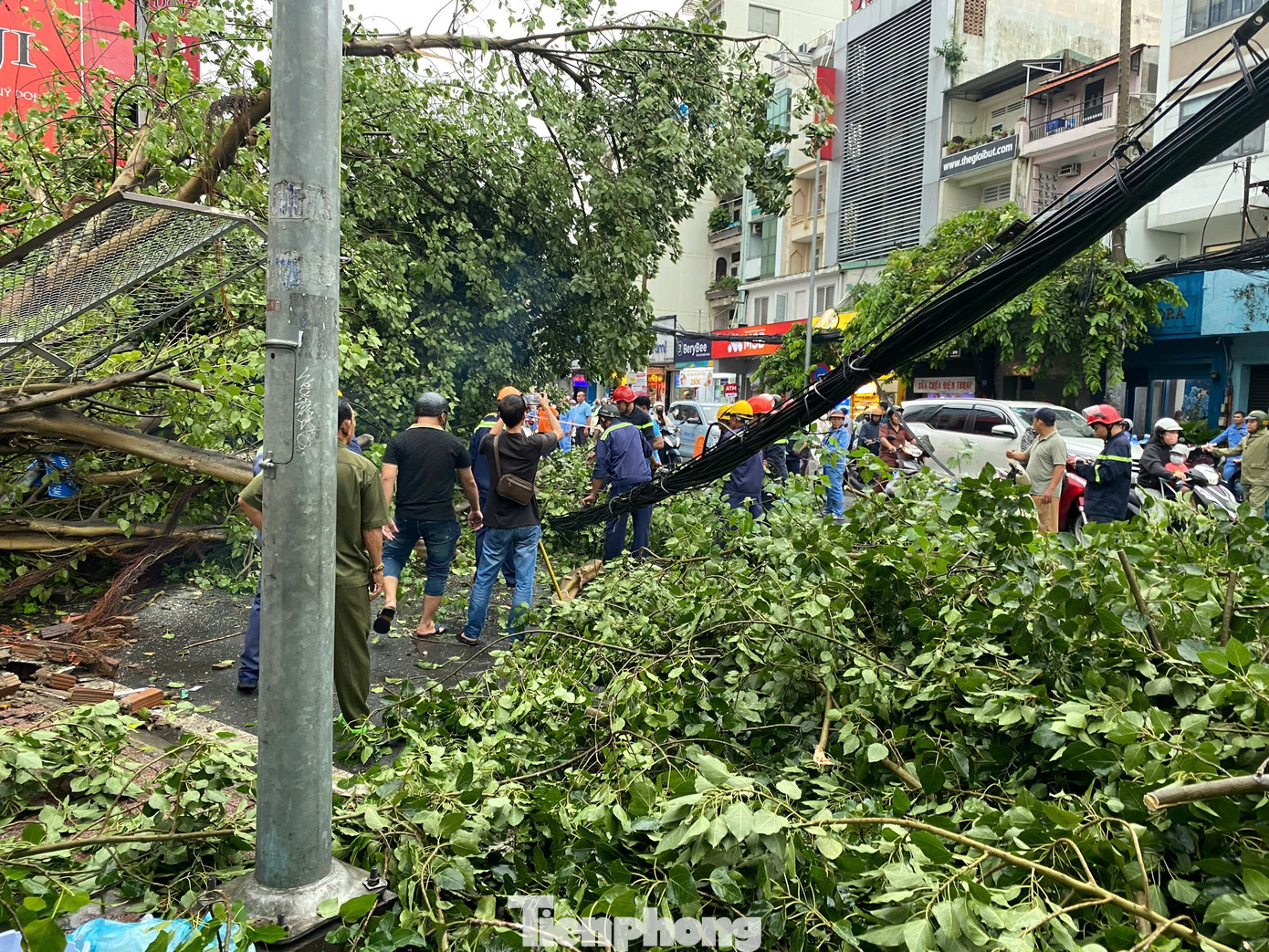 Cây lớn, nằm chắn cả góc đường Nguyễn Thị Diệu - Cách Mạng Tháng Tám.