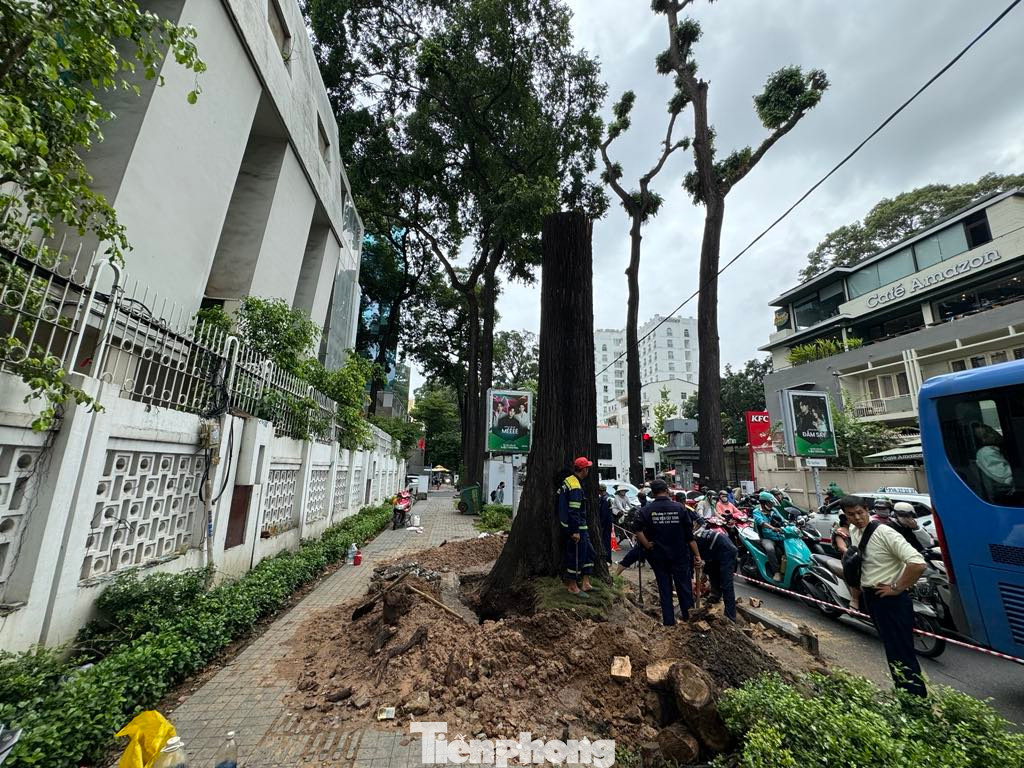 TPHCM yêu cầu rà soát, cắt tỉa cây xanh để ứng phó bão số 6 Trà Mi. (Ảnh minh họa) TPHCM yêu cầu rà soát, cắt tỉa cây xanh để ứng phó bão số 6 Trà Mi. (Ảnh minh họa)