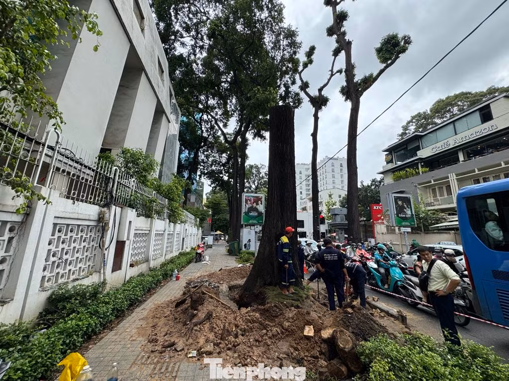 TPHCM yêu cầu rà soát, cắt tỉa cây xanh để ứng phó bão số 6 Trà Mi. (Ảnh minh họa)