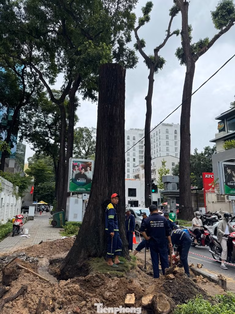 Một cây sao đen cổ thụ trên đường Phạm Ngọc Thạch (quận 3) bị đốn hạ trong ngày 6/9.
