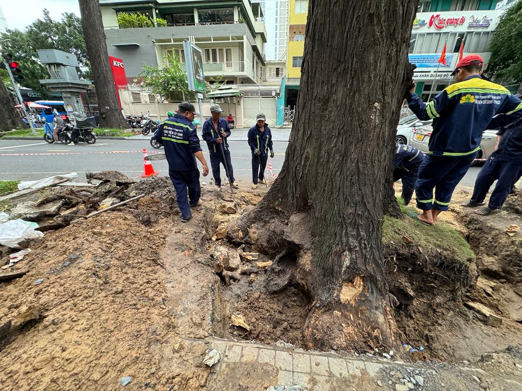 Theo quan sát của PV, phần gốc của cây cổ thụ này có dấu hiệu già cỗi, nhiều vị trí bị mục ruỗng.