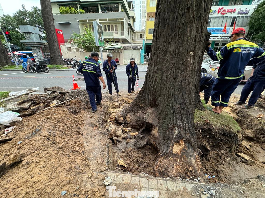 Theo quan sát của PV, phần gốc của cây cổ thụ này có dấu hiệu già cỗi, nhiều vị trí bị mục ruỗng.