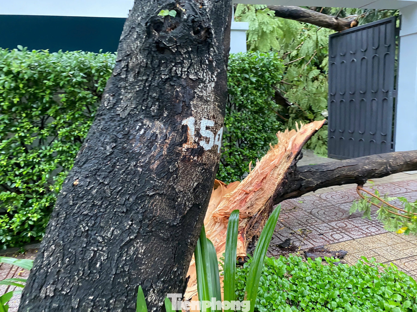 Theo ghi nhận của PV, cây xanh này dấu hiệu bị sâu bệnh ở khu vực nhánh bị gãy.