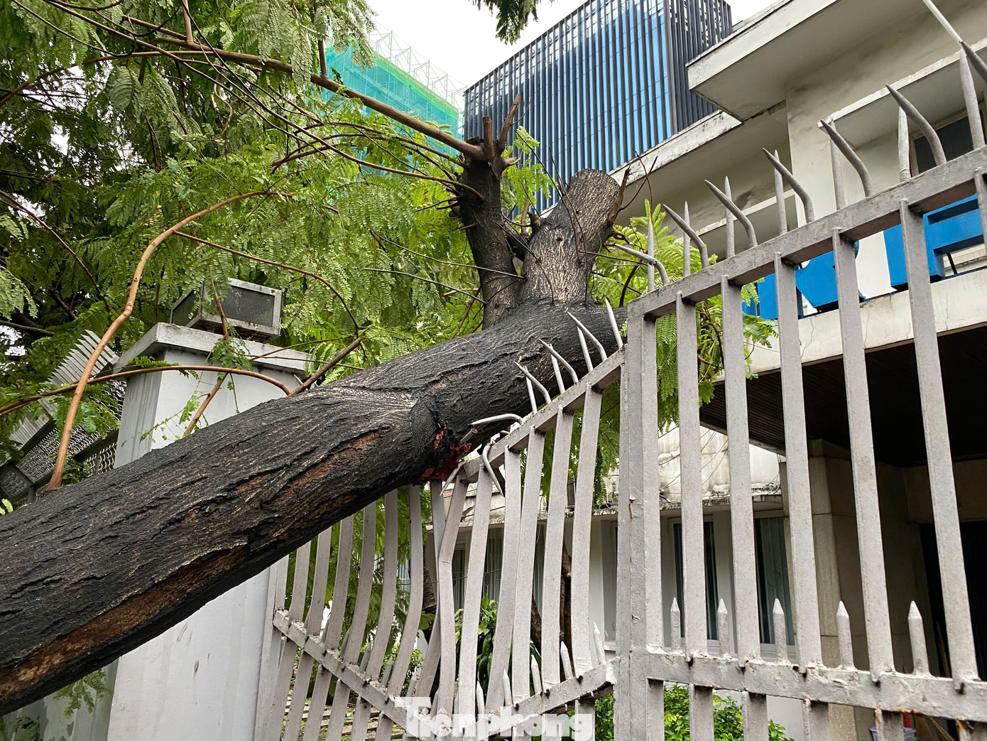 Cây ngã đè làm móp phần cổng của ngôi nhà.