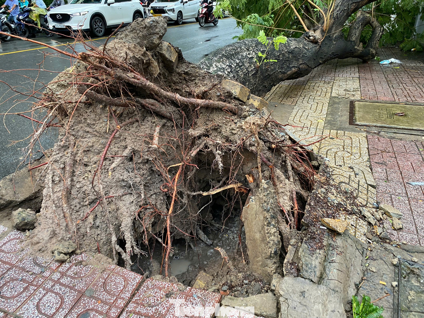 Gió giật mạnh làm gốc cây bật đổ.