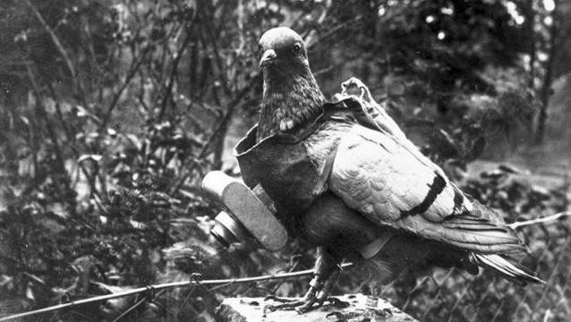 Chú chim bồ câu quân sự mang thiết bị trinh sát. Ảnh: Bundesarchiv. Chú chim bồ câu quân sự mang thiết bị trinh sát. Ảnh: Bundesarchiv.