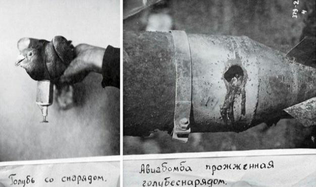 Chim bồ câu mang đạn (ảnh trái) và quả bom trên không bị nổ bởi “đạn bồ câu” (ảnh phải). Ảnh tư liệu. Chim bồ câu mang đạn (ảnh trái) và quả bom trên không bị nổ bởi “đạn bồ câu” (ảnh phải). Ảnh tư liệu.