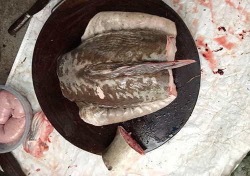 Người dân bắt được cá lăng hơn 20 kg ở Điện Biên ảnh 2