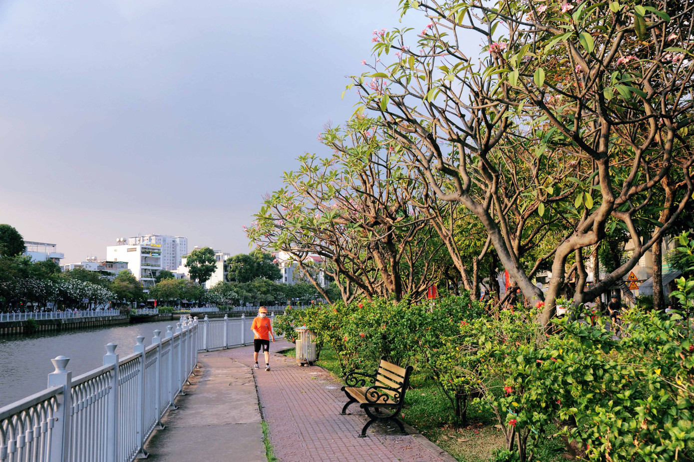 Những cây đại cổ thụ cao lớn đơm hoa