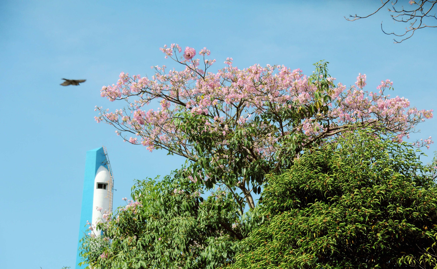 Những cánh chim cũng bị cuốn hút bởi sắc hoa tươi tắn trên cao