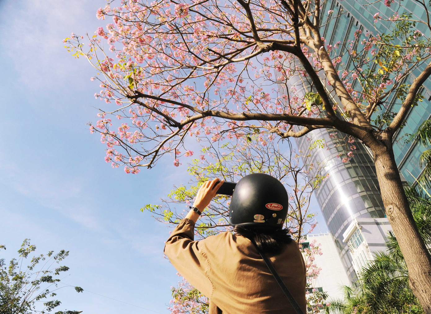 Hoa kèn hồng - &quot;vị khách&quot; đã đem đến cho mùa xuân Quý Mão một sắc màu đặc biệt