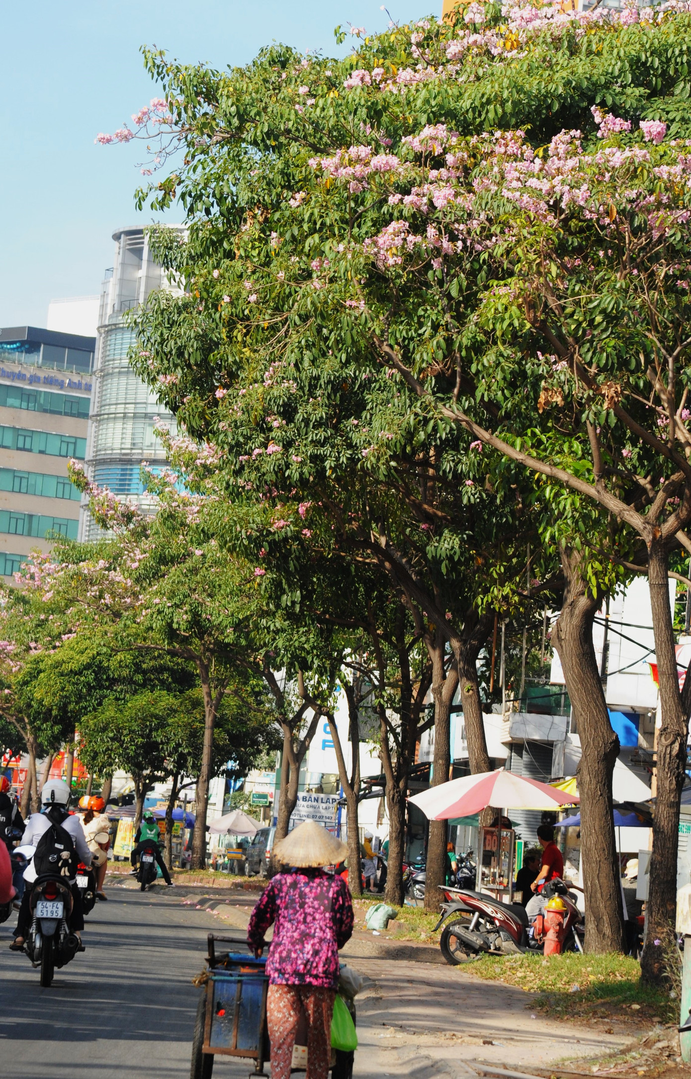 Người mẹ già vẫn tảo tần mưu sinh dưới hàng cây trổ bông