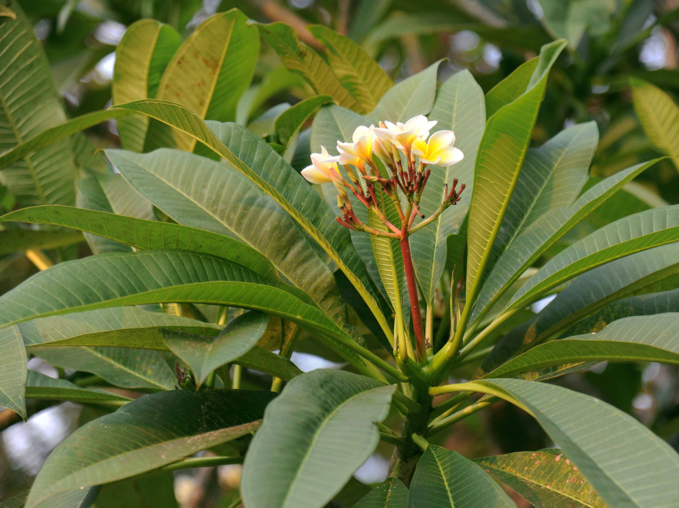 Hoa sứ màu trắng tượng trưng cho sự tinh khiết, trong sạch.