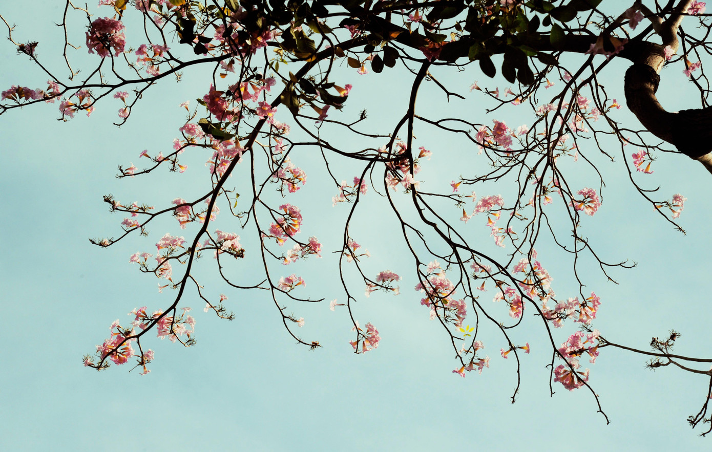 Hoa kèn hồng nở đúng Tết Nguyên Tiêu là điều cực hiếm