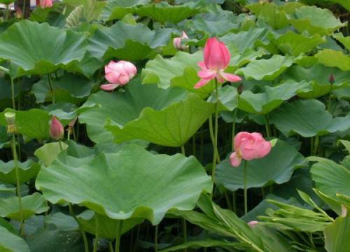 Khỏe và đẹp nhờ sen ảnh 3