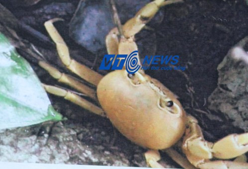 Rắn có mào, cua kêu như tiếng gà ở Tràng An ảnh 3