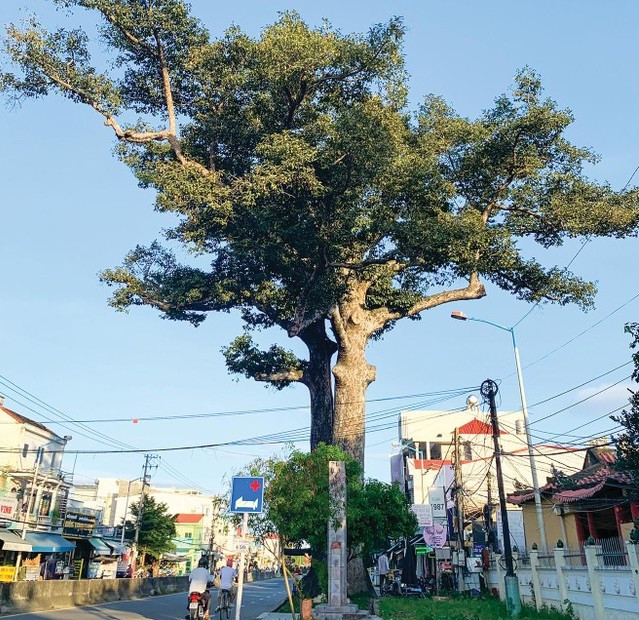 Cây Dầu Đôi che bóng mát cho miếu thờ Bình Tây Đại tướng Trịnh Phong. Ảnh: L.H.