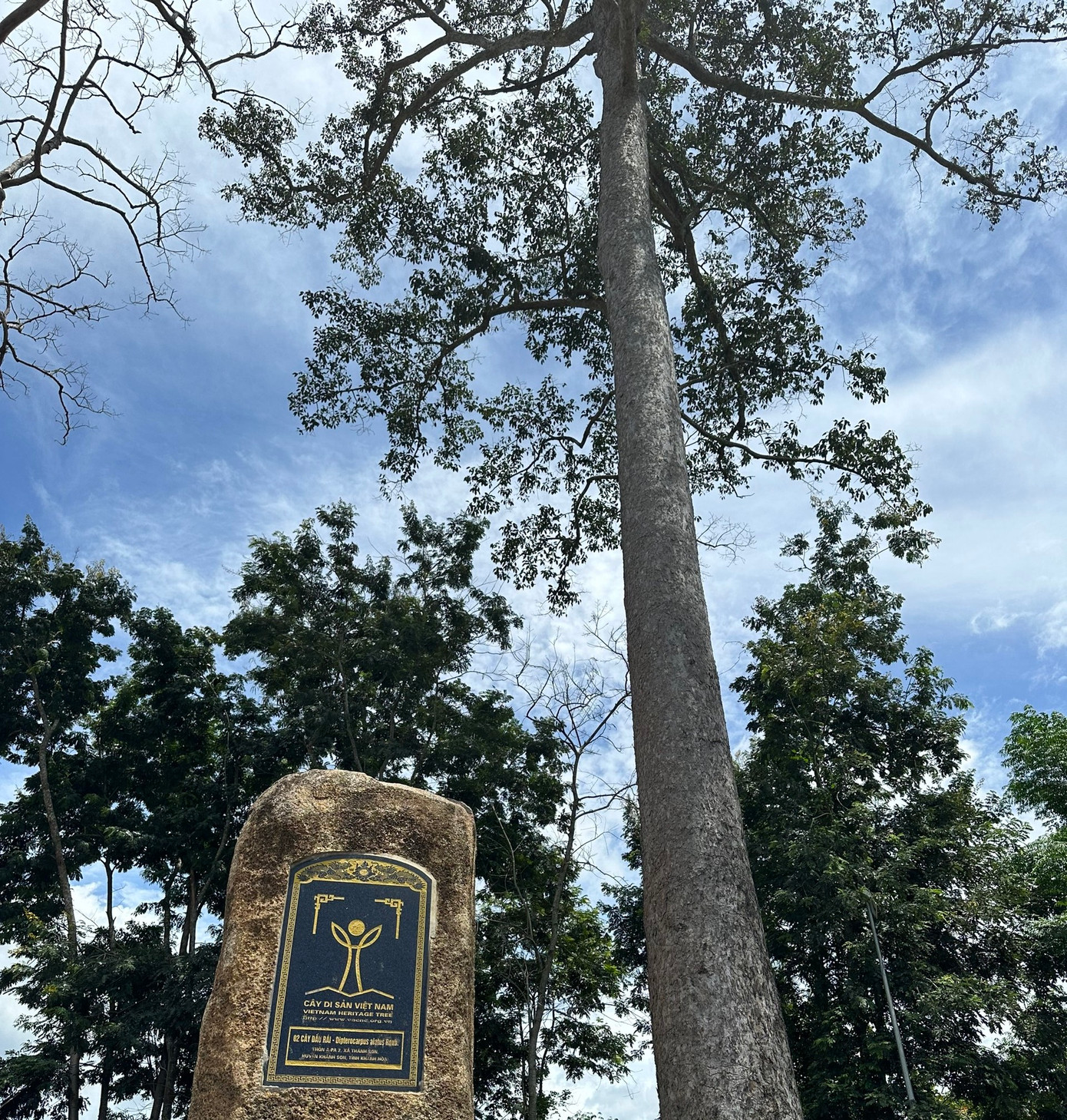 Cây Dầu Rái còn lại ở huyện Khánh Sơn vẫn đang xanh tốt. Ảnh: L.H. Cây Dầu Rái còn lại ở huyện Khánh Sơn vẫn đang xanh tốt. Ảnh: L.H.