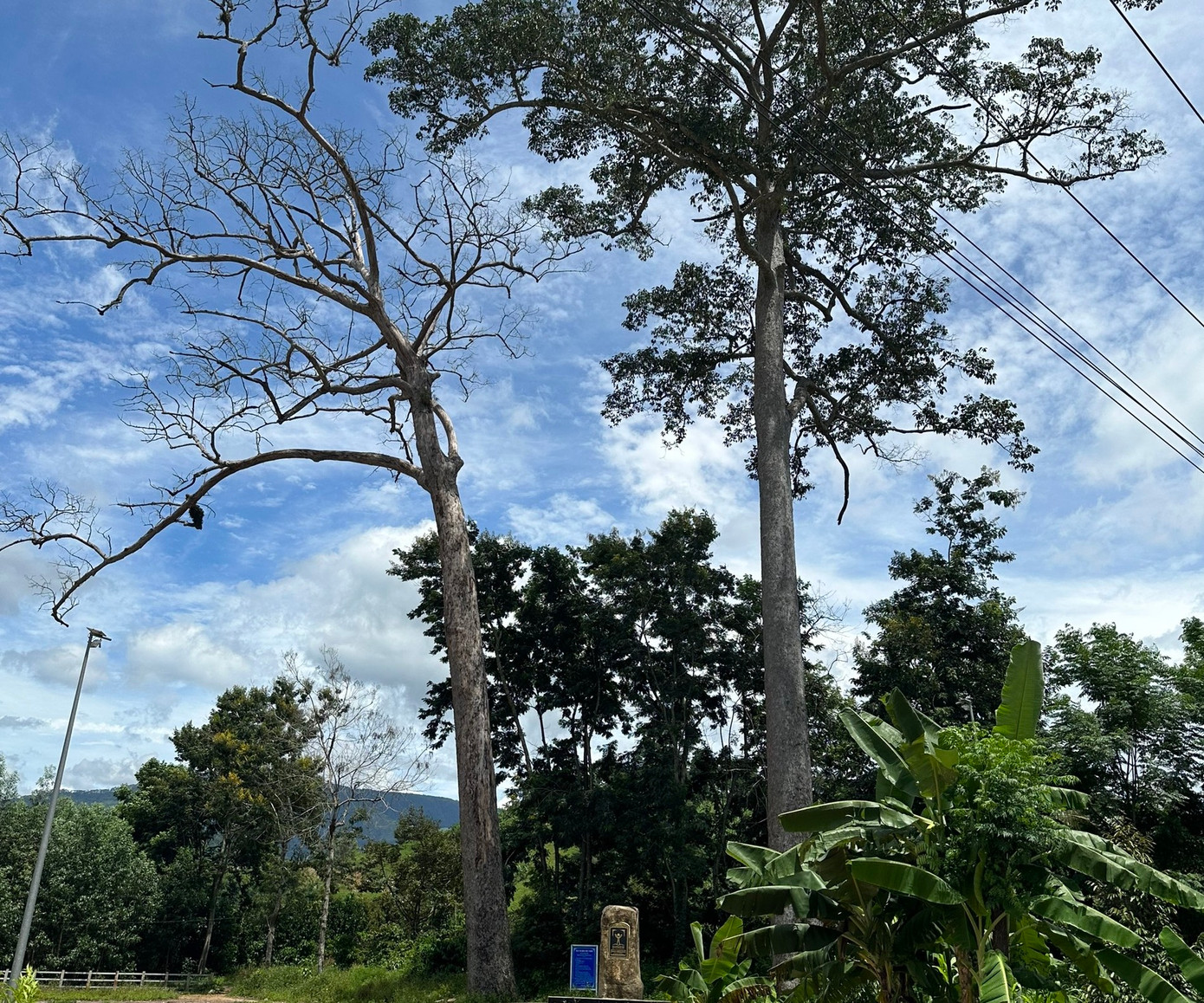 Hai cây Dầu Rái được công nhận Cây Di sản Việt Nam ở huyện Khánh Sơn. Ảnh: L.H. Hai cây Dầu Rái được công nhận Cây Di sản Việt Nam ở huyện Khánh Sơn. Ảnh: L.H.