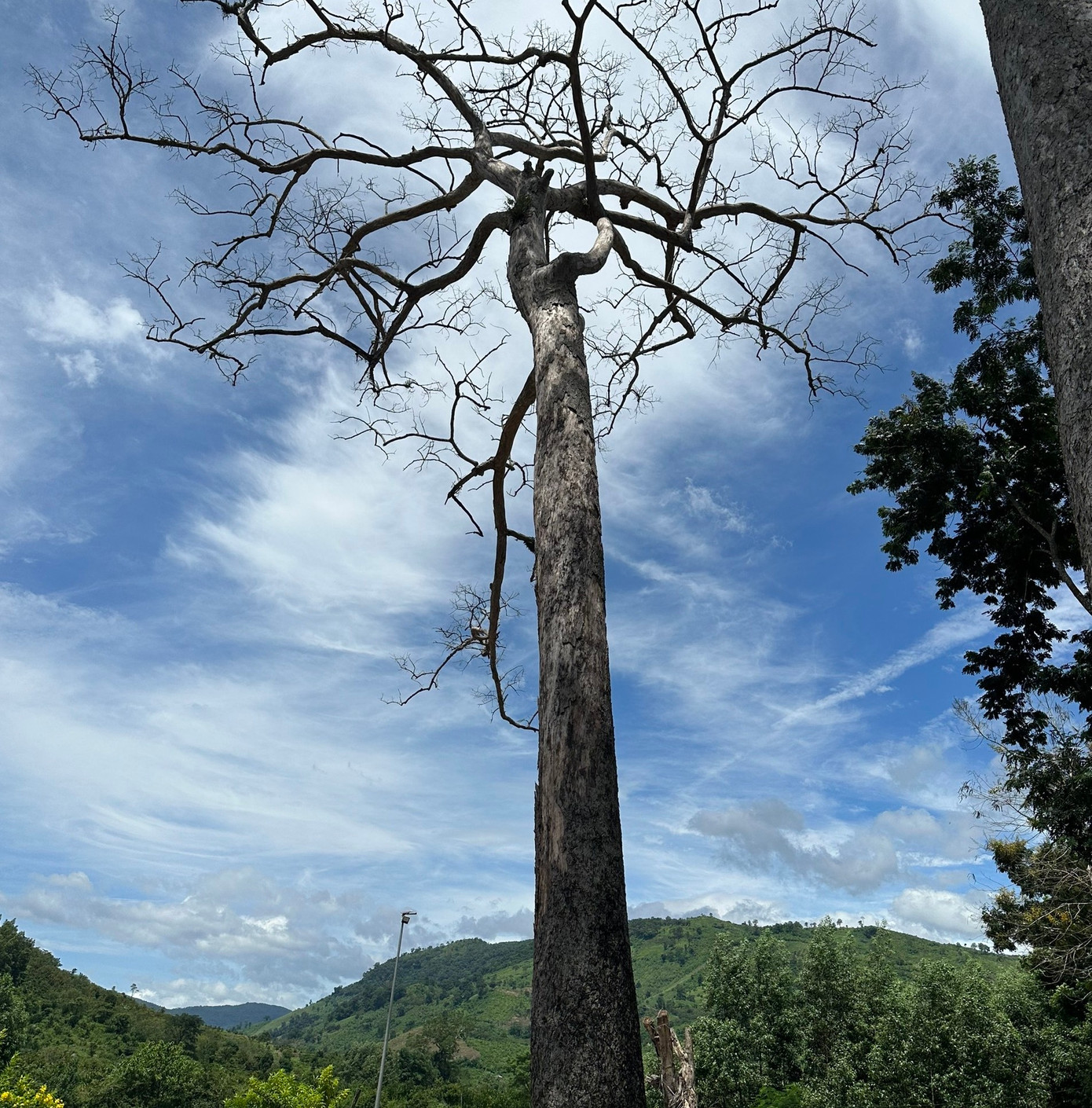 Cây Dầu Rái (Cây di sản Việt Nam) đang bị chết khô tại huyện Khánh Sơn. Ảnh: L.H. Cây Dầu Rái (Cây di sản Việt Nam) đang bị chết khô tại huyện Khánh Sơn. Ảnh: L.H.