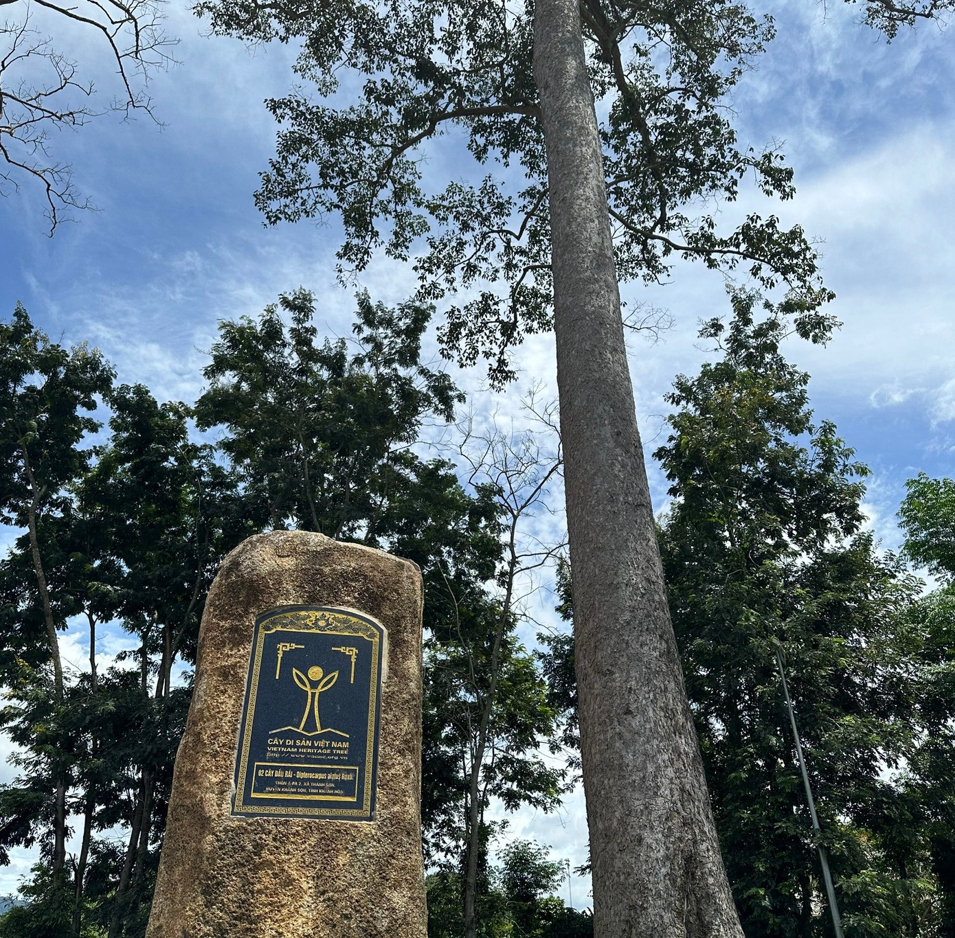 Một cây Dầu Rái còn lại ở huyện Khánh Sơn vẫn còn tươi tốt. Ảnh: L.H.