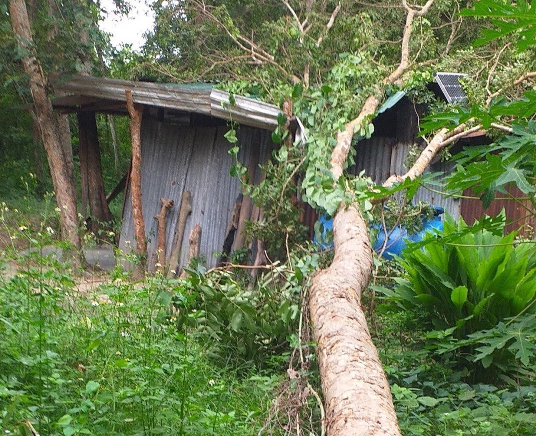 Cây căm xe ngã đổ đè lên chốt bảo vệ rừng 24. Ảnh: Kiểm lâm cung cấp. Cây căm xe ngã đổ đè lên chốt bảo vệ rừng 24. Ảnh: Kiểm lâm cung cấp.